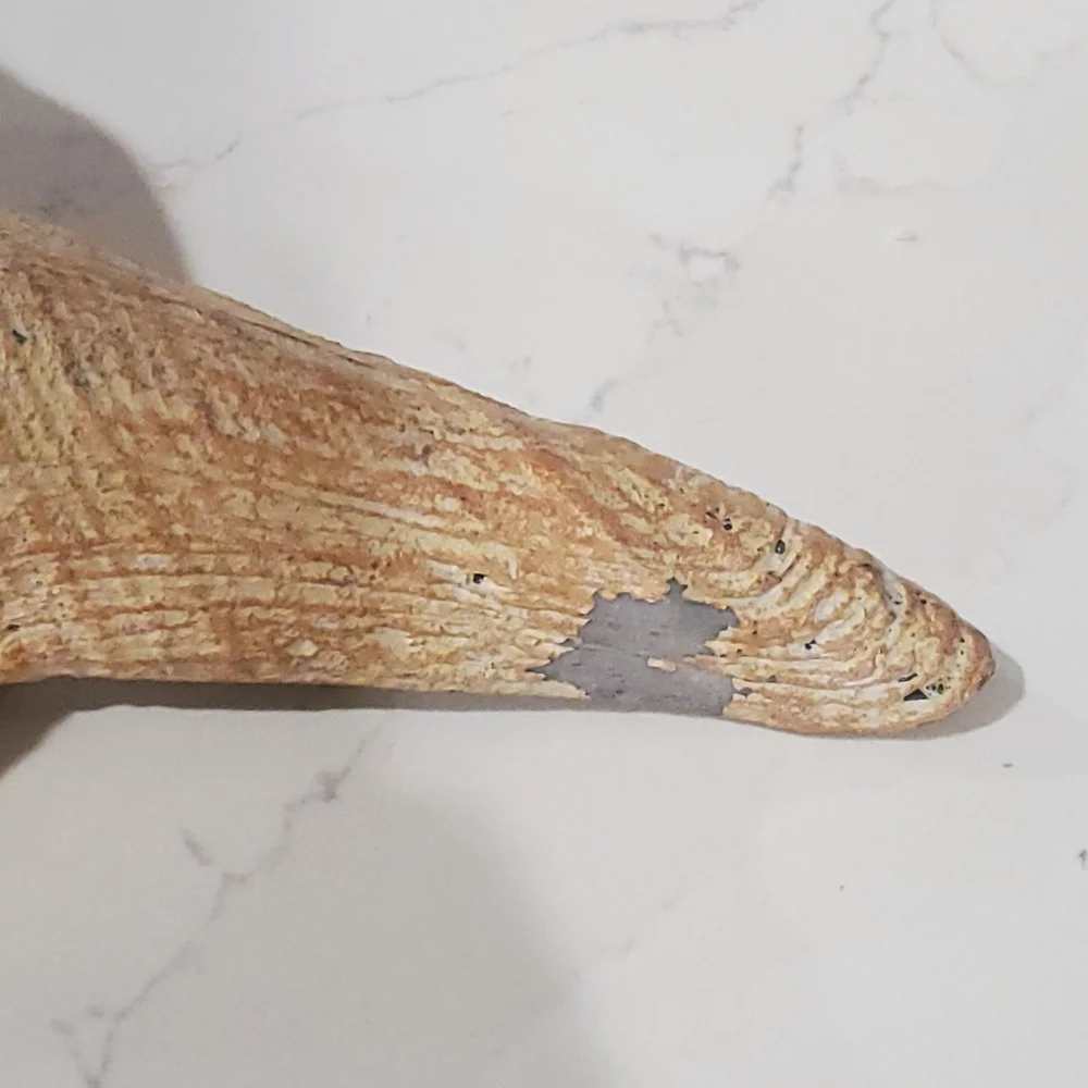 Pottery Barn Sea Shell